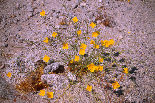 Desert Poppies, Anza Borrego