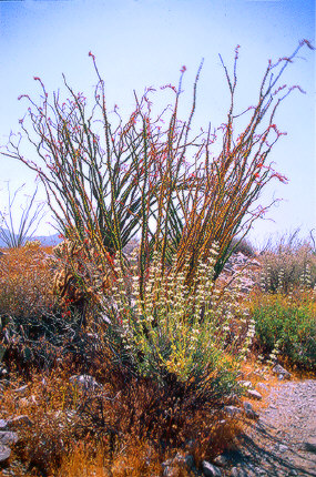 Ocotilla, Anza Borrego