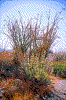 Click on thumbnail to view a full-size image