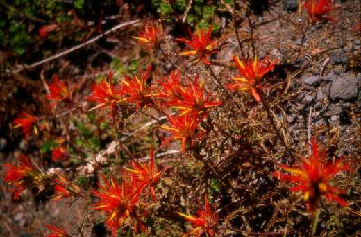 Wildflowers, Crater Lake