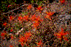 Click on thumbnail to view a full-size image