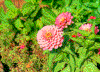 Click on thumbnail to view a full-size image