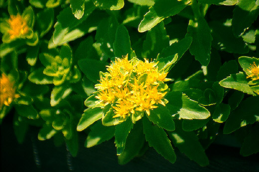Flowers, Washington, DC