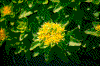 Click on thumbnail to view a full-size image