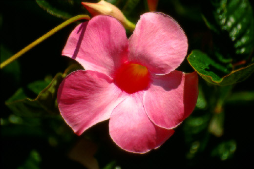 Flowers, Washington, DC