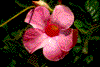 Click on thumbnail to view a full-size image