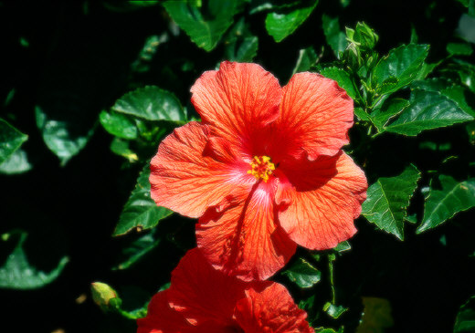 Flowers, Washington, DC