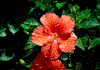 Click on thumbnail to view a full-size image