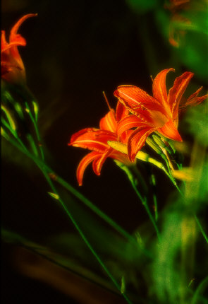 Flowers, Washington, DC