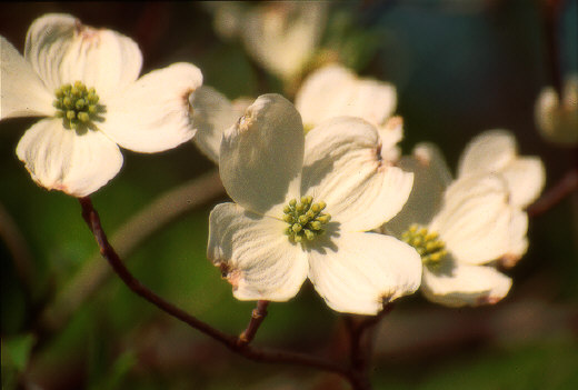 Flowers, Washington, DC