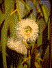 Click on thumbnail to view a full-size image