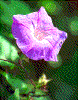Click on thumbnail to view a full-size image