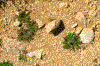 Click on thumbnail to view a full-size image