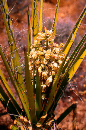 Mojave Yucca Flowers, Joshua Tree
