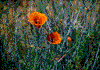 Click on thumbnail to view a full-size image