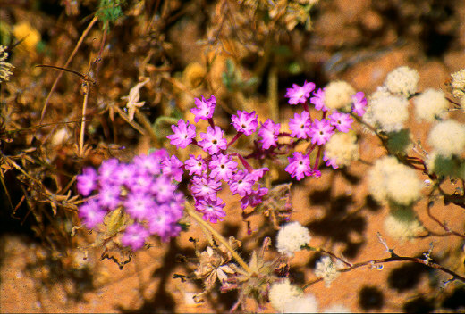 Desert San Verbena, Joshua Tree