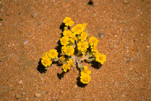 Wooly Daisy, Joshua Tree