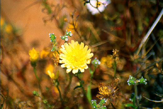 Desert Chicory, Joshua Tree