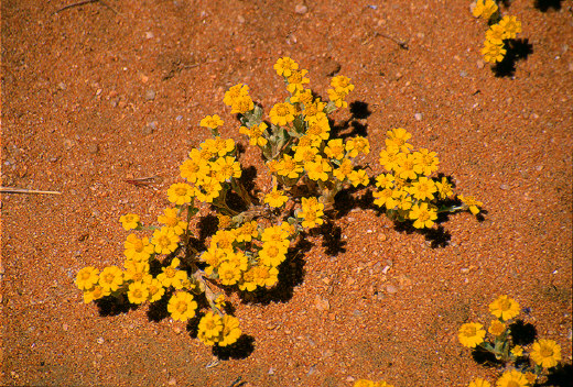 Wooly Daisy, Joshua Tree