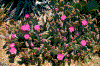 Click on thumbnail to view a full-size image