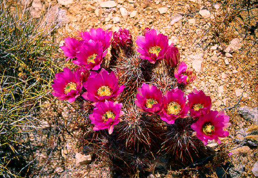Robust Hedgehog Cactus, Joshua Tree