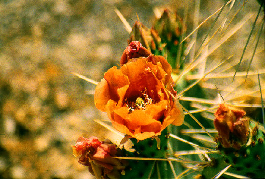 Prickly Pear Cactus, Joshua Tree