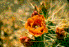Click on thumbnail to view a full-size image