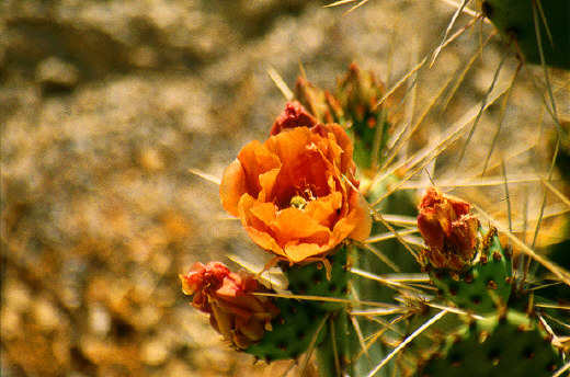 Prickly Pear Cactus, Joshua Tree