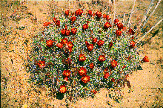 Cholla Cactus, Joshua Tree
