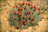 Click on thumbnail to view a full-size image