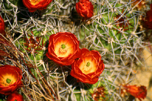 Cholla Cactus, Joshua Tree