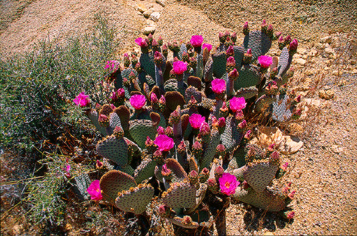 Beavertail Cactus, Joshua Tree