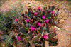 Click on thumbnail to view a full-size image