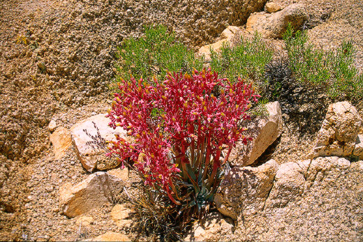 Wildflowers, Joshua Tree