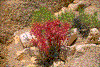 Click on thumbnail to view a full-size image