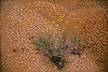 Click on thumbnail to view a full-size image