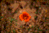 Click on thumbnail to view a full-size image