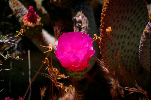 Beavertail Cactus, Joshua Tree