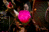 Click on thumbnail to view a full-size image