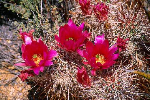 Robust Hedgehog Cactus, Joshua Tree