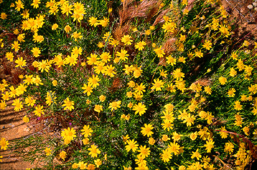Brittlebush, Joshua Tree