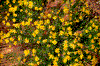 Click on thumbnail to view a full-size image