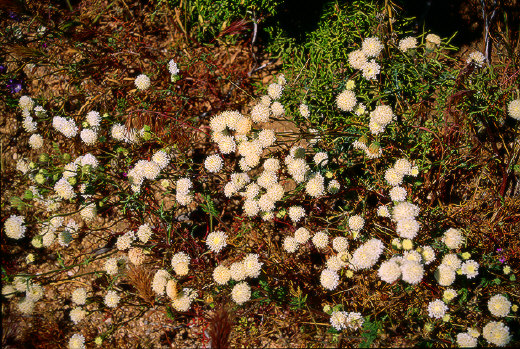 Desert Pincushion, Joshua Tree