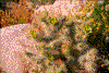Click on thumbnail to view a full-size image