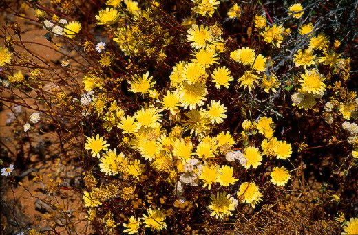 Desert Chicory, Joshua Tree