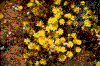 Click on thumbnail to view a full-size image