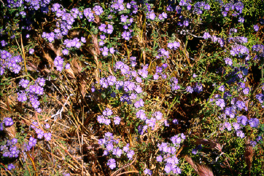 Blue Phacelia, Joshua Tree