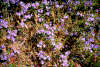 Click on thumbnail to view a full-size image