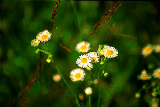 Wildflowers, Kiev, Ukraine