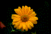 Click on thumbnail to view a full-size image